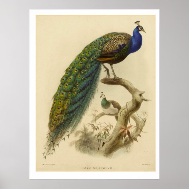 Vintage Peacock Poster (Framsidan)