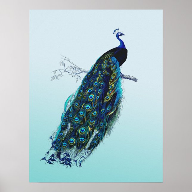 Vintage Peacock Poster (Framsidan)