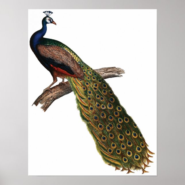 Vintage Peacock Poster (Framsidan)