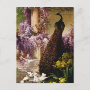 Vintage Peacock Vykort