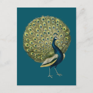 Vintage Peacock Vykort