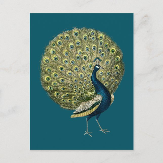 Vintage Peacock Vykort (Framsida)