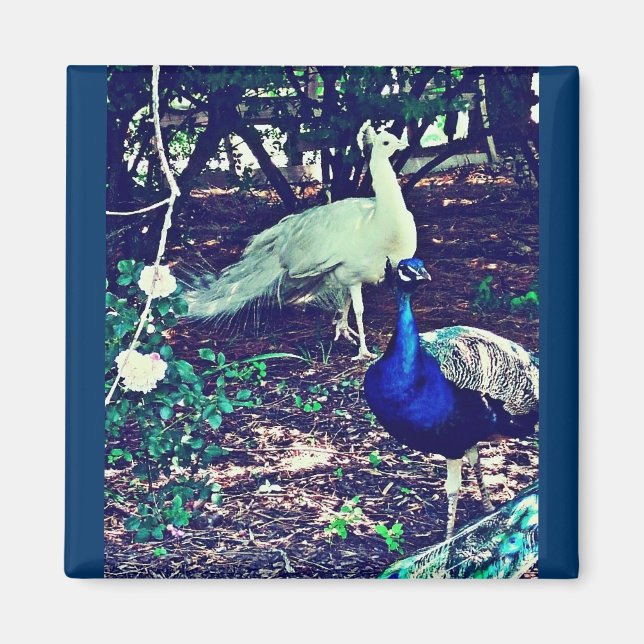 Vintage Peacocks Magnet (Framsidan)