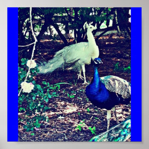 Vintage Peacocks Poster