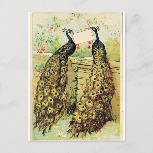 Vintage Peacocks Vykort (Framsida)