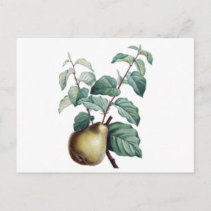 Vintage Pear Vykort
