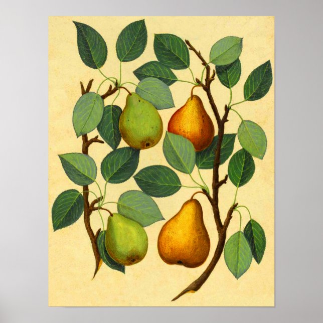 Vintage Pears Poster (Framsidan)