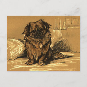 Vintage Pekingeser Vykort