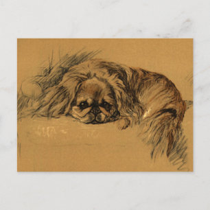 Vintage Pekingeses Puppy Vykort