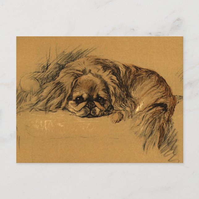 Vintage Pekingeses Puppy Vykort (Framsida)