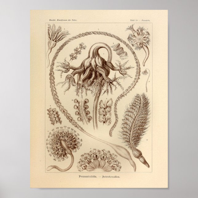Vintage Pennatulida Färg Ernst Haeckel Skriv ut Poster (Framsidan)