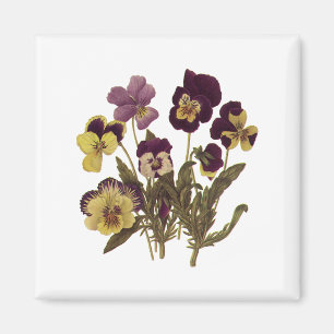 Vintage penséer i blom, blomster trädgårdsblommor magnet