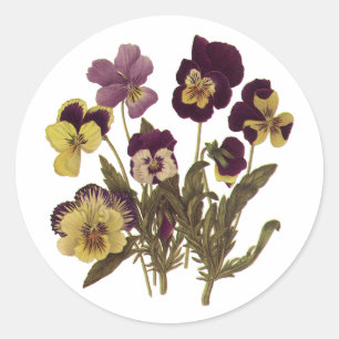 Vintage penséer i blom, blomsterträdgårdsblommor runt klistermärke