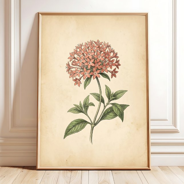Vintage Pentas Blomsterkonsttryck Poster (Skapare uppladdad)