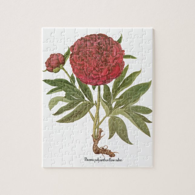 Vintage Peonier, Pionblommor av Basilius Besler Pussel (Vertikal)