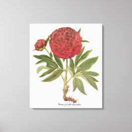 Vintage Peonies, Peony Flowers av Basilius Besler Canvastryck