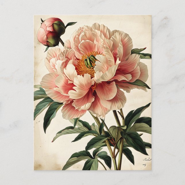 Vintage Peonies Vykort (Framsida)