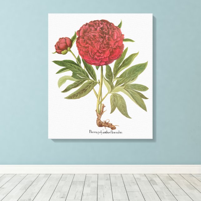 Vintage Peonior, Pionblommor av Basilius Besler Canvastryck (Insitu (trägolv))