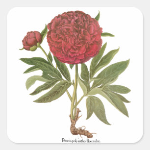 Vintage Peonior, Pionblommor av Basilius Besler Fyrkantigt Klistermärke