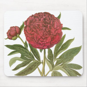 Vintage Peonior, Pionblommor av Basilius Besler Musmatta