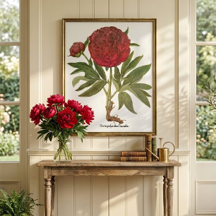 Vintage Peonior, Pionblommor av Basilius Besler Poster
