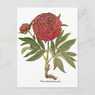 Vintage Peonior, Pionblommor av Basilius Besler Vykort