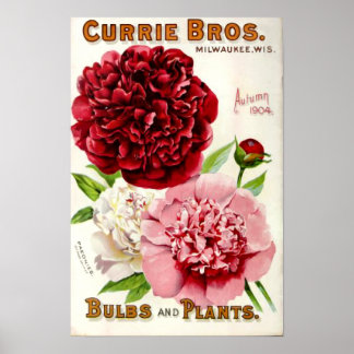 Vintage Peony Illustration 1904 Poster
