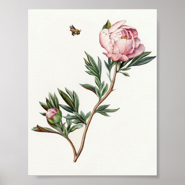 Vintage Peony Image Poster (Framsidan)