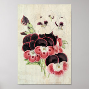 Vintage Perdita, Modesty och Garibaldi Pelargonium Poster