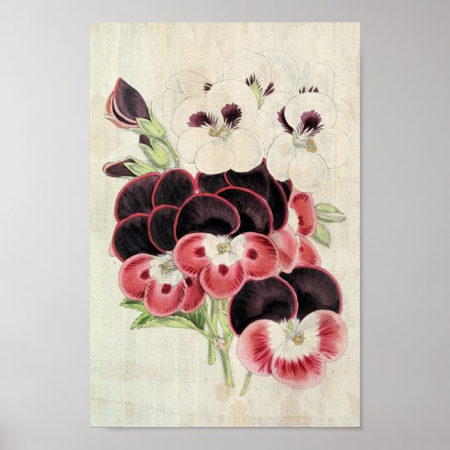 Vintage Perdita, Modesty och Garibaldi Pelargonium Poster (Framsidan)