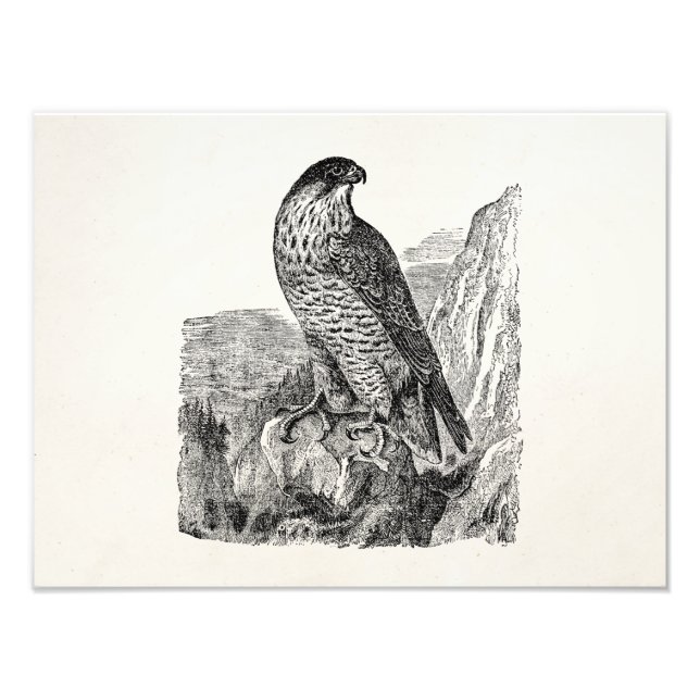Vintage Peregrine Falcon Personlig Retro Birds Fototryck (Framsidan)