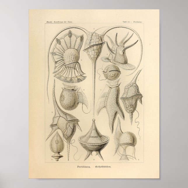 Vintage Peridinea Färg Ernst Haeckel Skriv ut Poster (Framsidan)