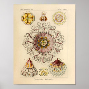 Vintage Peromedusae Färg Ernst Haeckel Art Print Poster