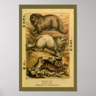 Vintage Persian Angola Cat Natural History Skriv u Poster