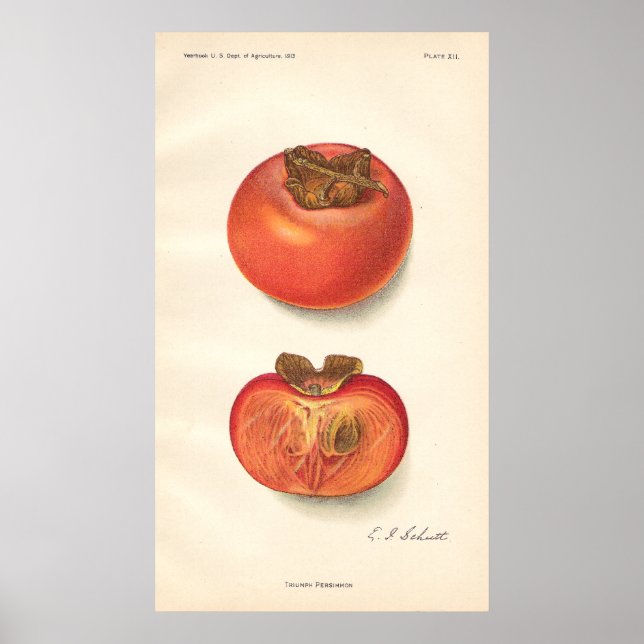 Vintage Persimmon Poster (Framsidan)
