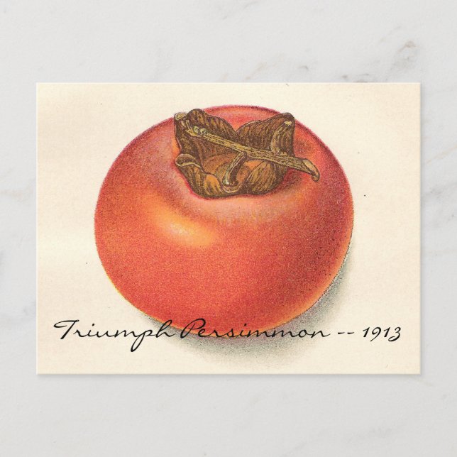 Vintage Persimmon vykort (Framsida)