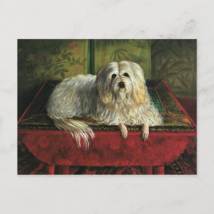 Vintage Pet Animals, Shaggy Sheepdog Hund Vykort