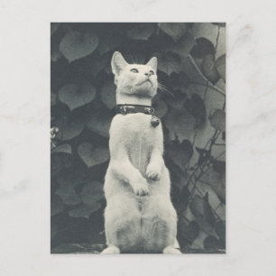Vintage Pet Cat Photo Vykort