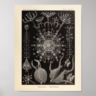Vintage Phaeodaria Ernst Haeckel Art Print Poster