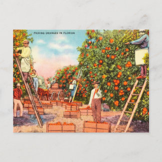 Vintage Picking Oranges in Florida Travel Vykort