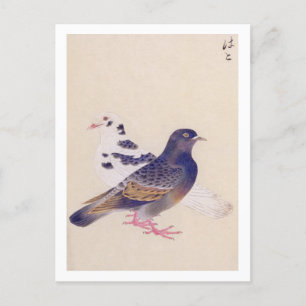 Vintage: Pigeon Vykort