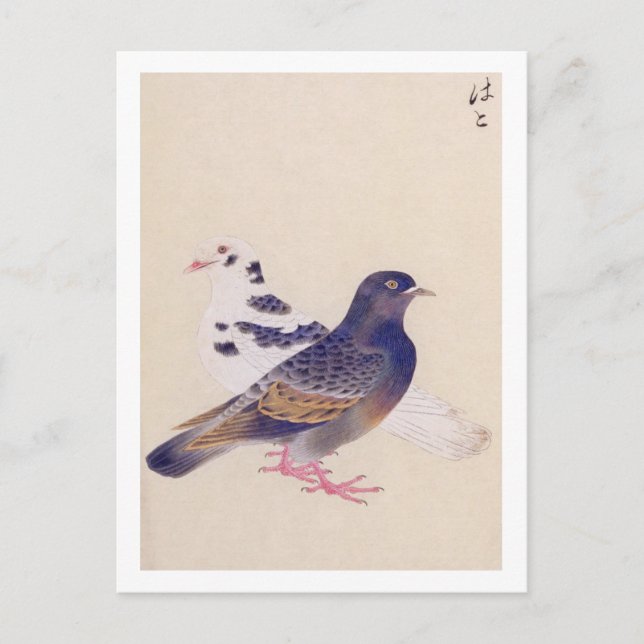 Vintage: Pigeon Vykort (Framsida)