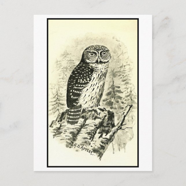 Vintage Pigmy Uggla Illustration Vykort (Framsida)