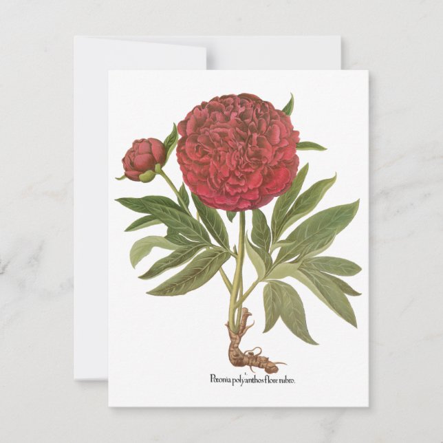 Vintage Pioner, Pionblommor av Basilius Besler (Framsida)