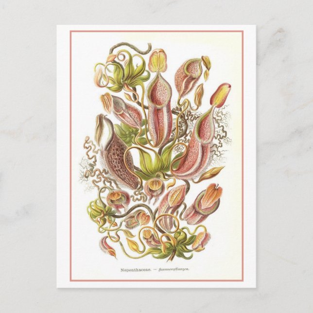 Vintage Pitcher Plant Blommigt Bok Illustration Vykort (Framsida)