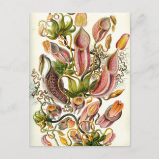 Vintage Pitcher Plants Vykort