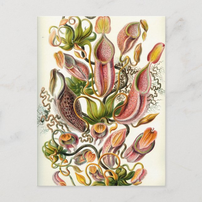 Vintage Pitcher Plants Vykort (Framsida)