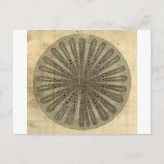 Vintage Plant Anatomy Vykort