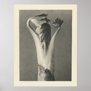 Vintage Plant Photograph - Archival Print Poster