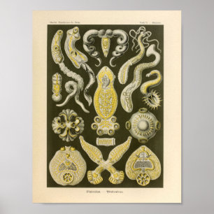 Vintage Platodes Färg Ernst Haeckel Art Print Poster